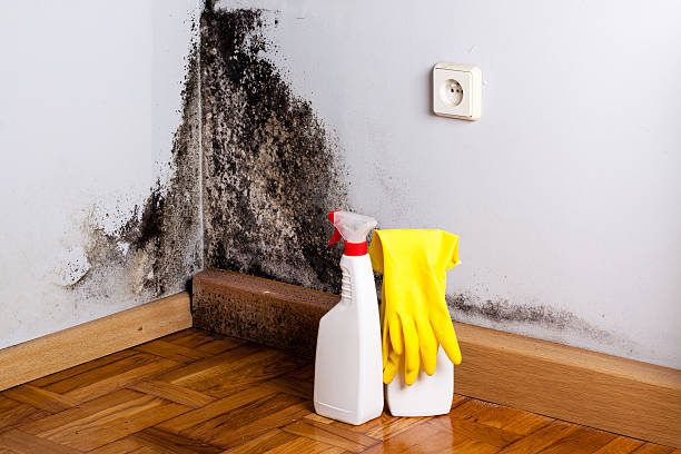 Best Environmental Consulting for Mold Prevention  in Newton, KS